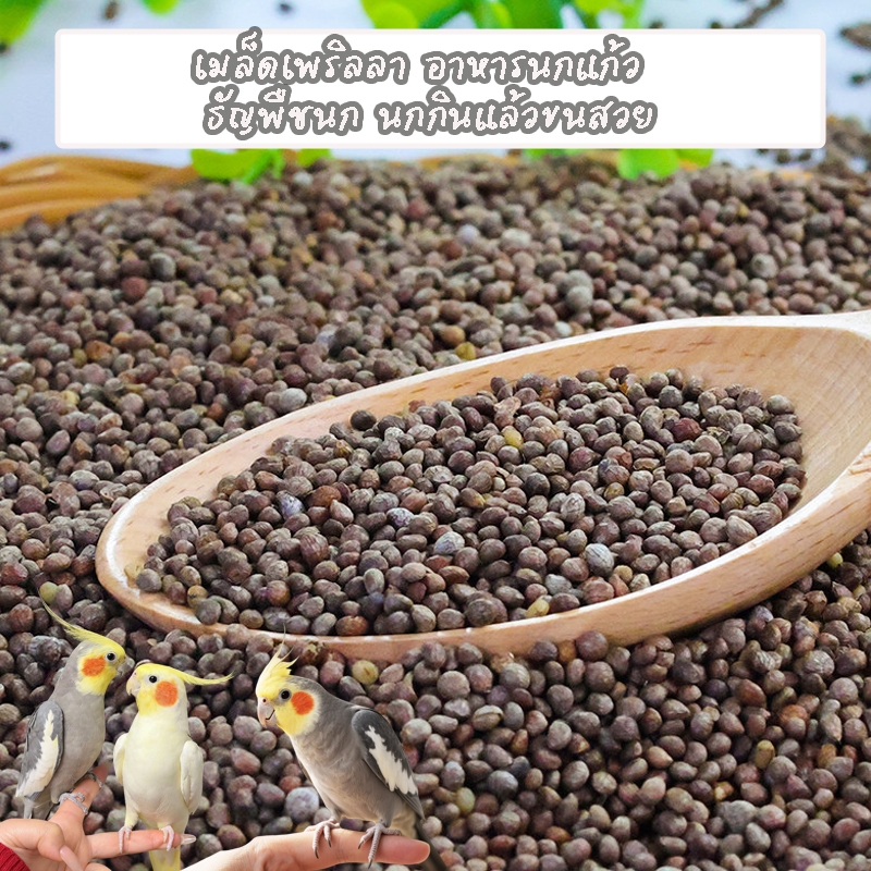 เมล็ดเพริลลา อาหารนกแก้ว ธัญพืชนก นกกินแล้วขนสวย ช่วยปรับสมดุลระบบทางเดินอาหารและบรรเทาอาการท้องผูก ดีต่อสุขภาพนก