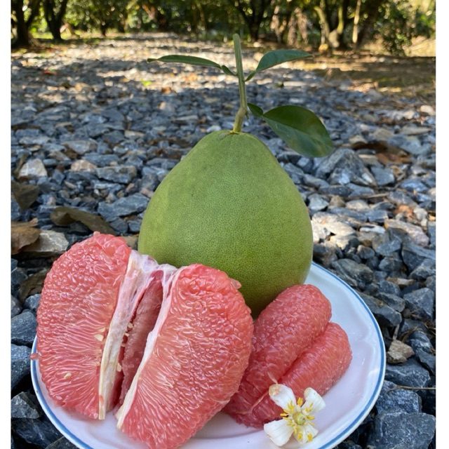 ส้มโอทับทิมสยาม กล่อง1ลูกน้ำหนัก1.1-1.2kgสวนนำโชค เมืองปากพนัง