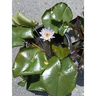 บัวหลากสีสวยๆ บัวลูกไม้ ต้นสวยติดดอก (จัดส่งพร้อมกระถาง)