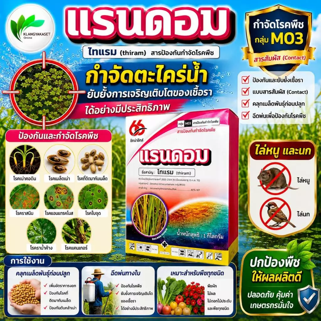 แรนดอม ไธอะโนซาน 1000 กรัม ( ไทแรม 80%WG) ป้องกันเชื้อราแบคทีเรีย ไฟท๊อป
