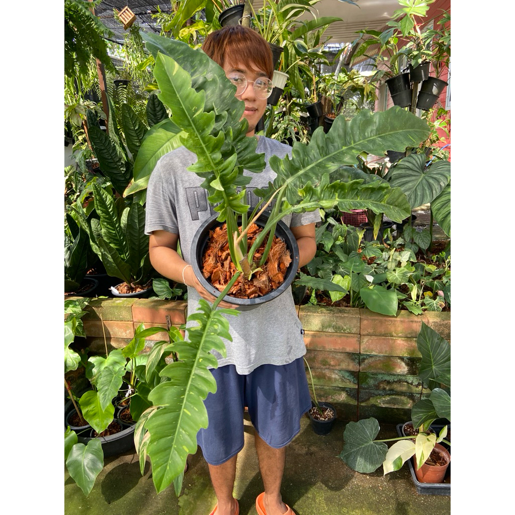 Philodendron Ring of Fire Variegated ฟิโลเดนดรอน ใบเลื่อยด่าง ไม้ด่าง ฟอร์มสวย 🌿