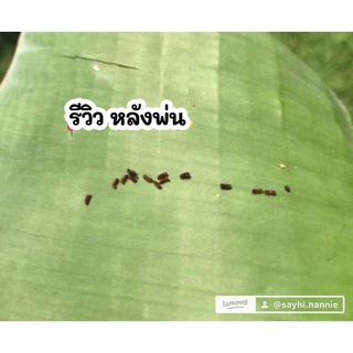เซม่าร์สูตรเข้มข้น1 ขวด สูตรใหม่ ประสิทธิภาพx2สูตรเย็น ยามอด ต้นตอของโรคทุเรียน