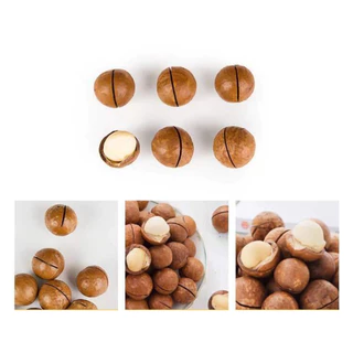 [โปร 1 แถม 1] แมคคาเดเมียอบ 500 กรัม | Roasted Macadamia Nuts | เม็ดใหญ่ มัน หอม กรอบ | ถั่วพรีเมียม