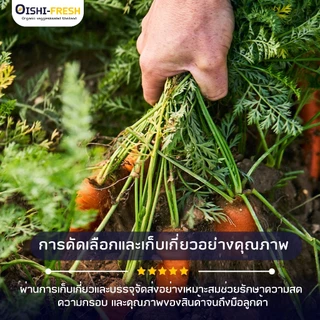 🛒Oishi-Fresh🥕เบบี้แครอท ปลอดสารพิษ 1 กก. รสชาติกรอบ สด ใหม่ ใยอาหารสูง หวานออร์แกนิค ผัก เคลมได้ 1-2 วัน