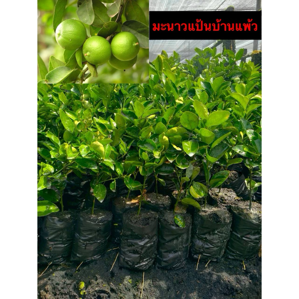 ต้นมะนาวแป้นบ้านแพ้วเปลือกบางน้ำเยอะมีกลิ่นหอมเฉพาะตัวให้รสเปรี้ยวแท้กลมกล่อม
