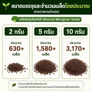 เมล็ดบรอกโคลี ไมโครกรีน Waltham 29 | Broccoli Microgreen Seeds | Non-GMO | 2g 5g 10g