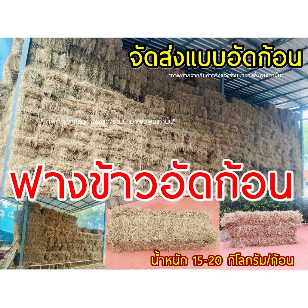 ฟางก้อน 15-20 กิโลกรัม ฟางข้าว ฟางข้าวอัดก้อน#เกษตรอินทรีย์#(ผลิตและจัดจำหน่ายฟางอัดก้อน ราคาหน้าสวนมาเอง)
