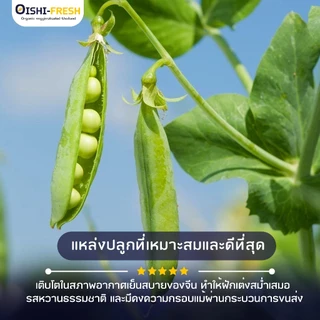 🛒Oishi-Fresh🥬ถั่วลันเตา ปลอดสารพิษ 1 กก. รสชาติกรอบ สด ใหม่ ใยอาหารสูง หวานออร์แกนิค ผัก เคลมได้ 1-2 วัน