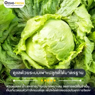 🛒Oishi-Fresh🥬ผักกาดแก้ว ปลอดสารพิษ 1 กก. รสชาติกรอบ สด ใหม่ ใยอาหารสูง หวานออร์แกนิค ผัก เคลมได้ 1-2 วัน
