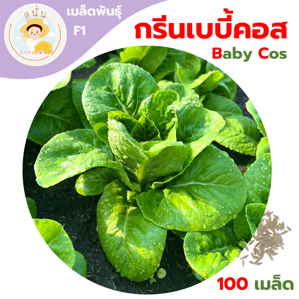เบบี้คอส (Green Baby Cos) เมล็ดผักสลัด มินิคอส ทรงห่อหัว ใบกรอบ โตไว อัตราการงอกสูง ขนาด 100 เมล็ด