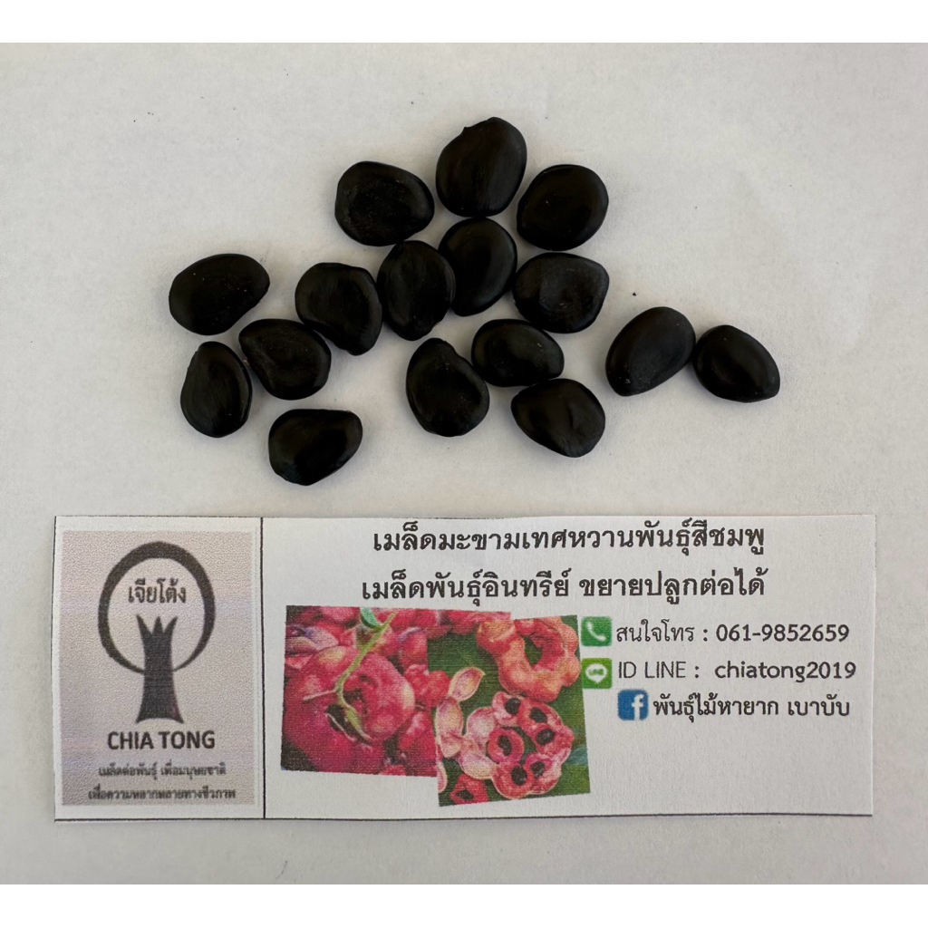 เมล็ดมะขามเทศหวาน พันธุ์สีชมพู 29 เมล็ด