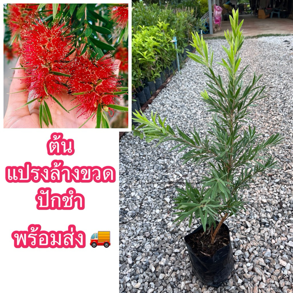 ต้นแปรงล้างขวด ปักชำ ขนาด70-90ซม. ต้นสมบูรณ์แข็งแรง ดอกมีสีแดง เป็นเอกลักษณ์รูปทรงคล้ายแปรงล้างขวด หาดูยาก