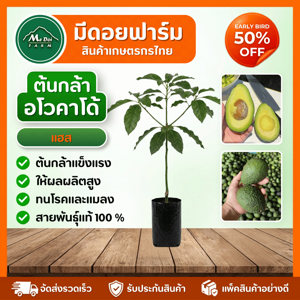 ต้นพันธุ์อโวคาโด้ แฮส (Hass) แท้ 100% ต้นกล้าเสียบยอดพรีเมียม โตไว ให้ผลผลิตสูง พร้อมปลูก