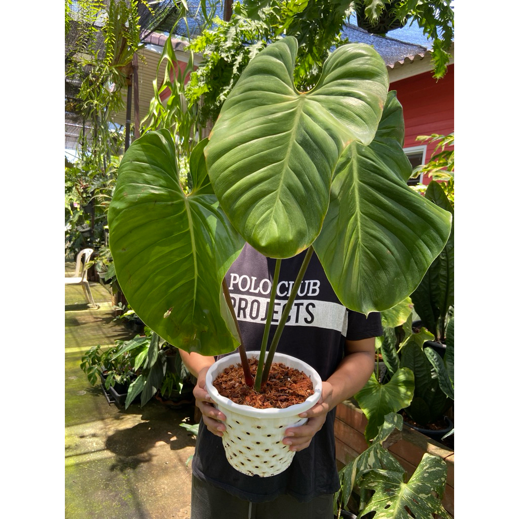 Philodendron Lynamii ใบมีเสน่ห์ ประกอบด้วยใบสีเขียวและสีชมพู โตเต็มที่ใบไม้จะเปลี่ยนสีจากสีชมพูเข้มเป็นสีเขียวเข้ม