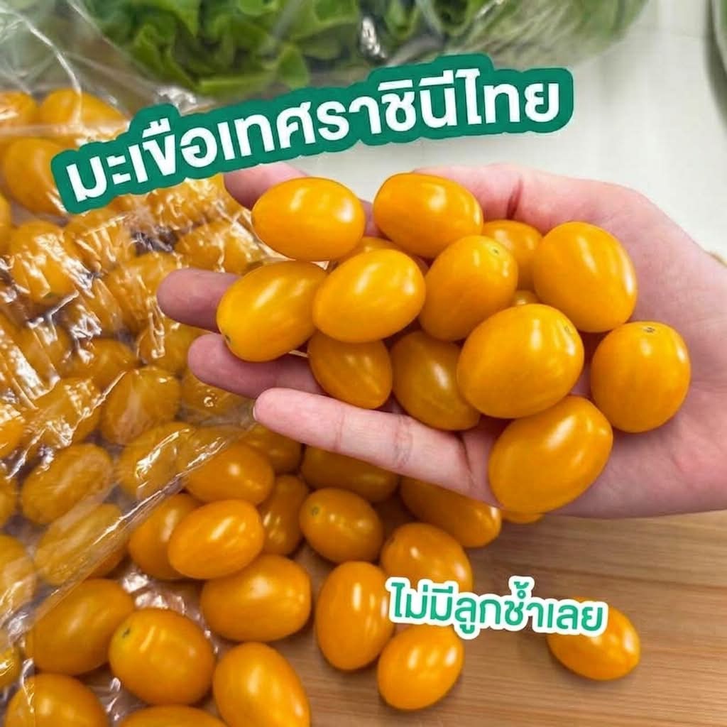 【 500กรัม 】มะเขือเทศเหลือง สายพันธุ์ราชินีไทย สดใหม่ทุกวัน