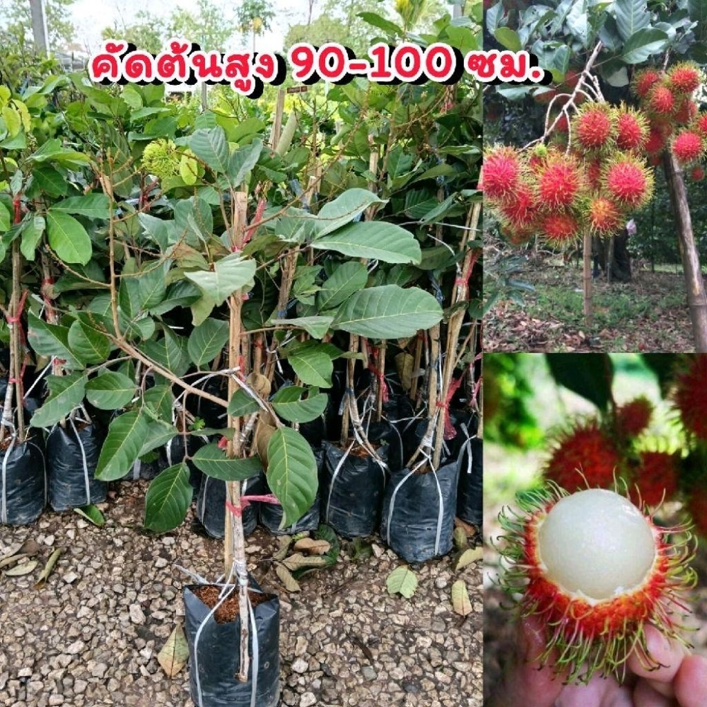 ต้นเงาะโรงเรียนนาสาร (ทาบกิ่ง) สูง 90-100 ซม. ปลูก 1 ปีติดผล
