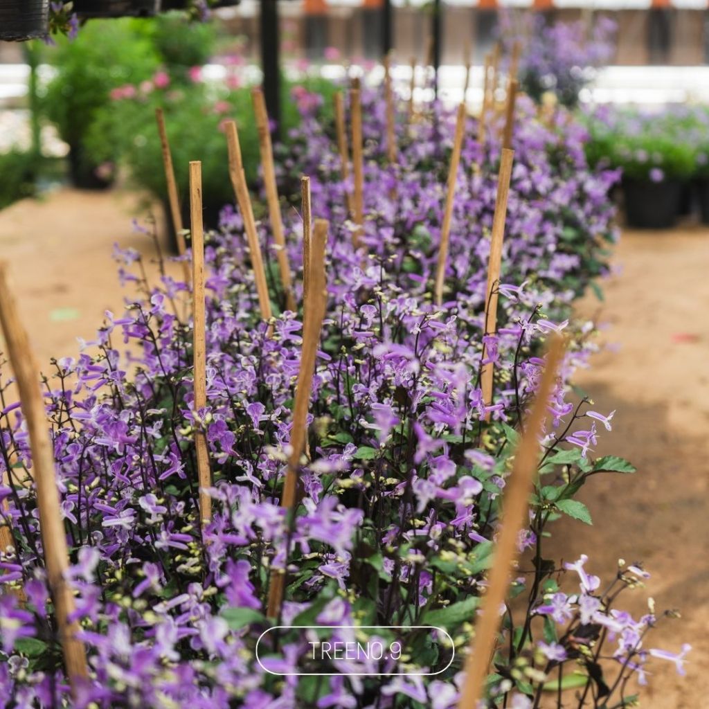 Treeno.9 อาจูก้า ม่วงมณี Mana Lavender กระถาง 8 นิ้ว สูง รูปที่ 5