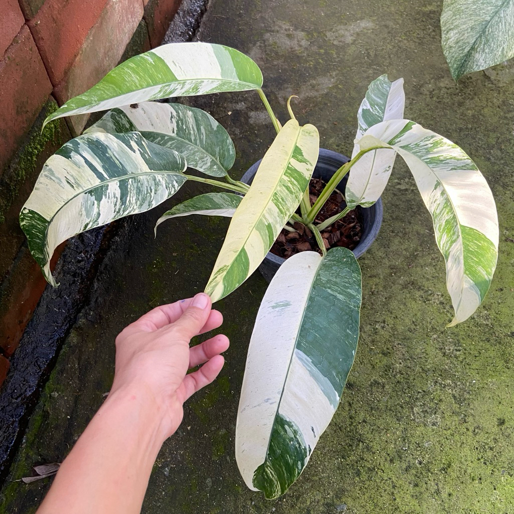 🍀Epipremnum Giganteum Variegated ระงดด่าง ด่างขาว ด่างสามสี ด่างมิ้นท์ ด่างหินอ่อน ด่างเหลือง ด่างดีทุกใบ สวยงามมากๆค่ะ