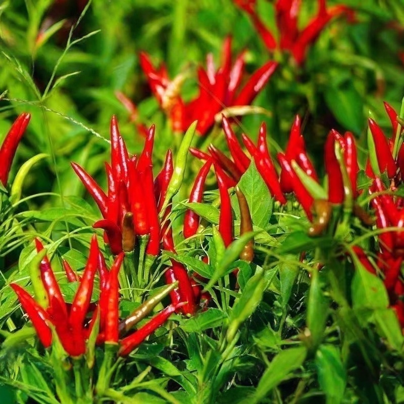พริกชี้ฟ้า 100 เมล็ด งอกง่าย โตไว Chili seeds [ 10 เเถม 1 คละได้ ]