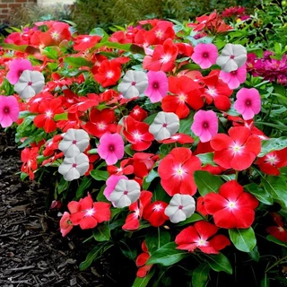 แพงพวย 450 เมล็ด เมล็ดดอกแพงพวย คละสี เก็บสดใหม่ งอกง่าย Periwinkle Bonsai Seeds [ 10 เเถม 1 คละได้ ]