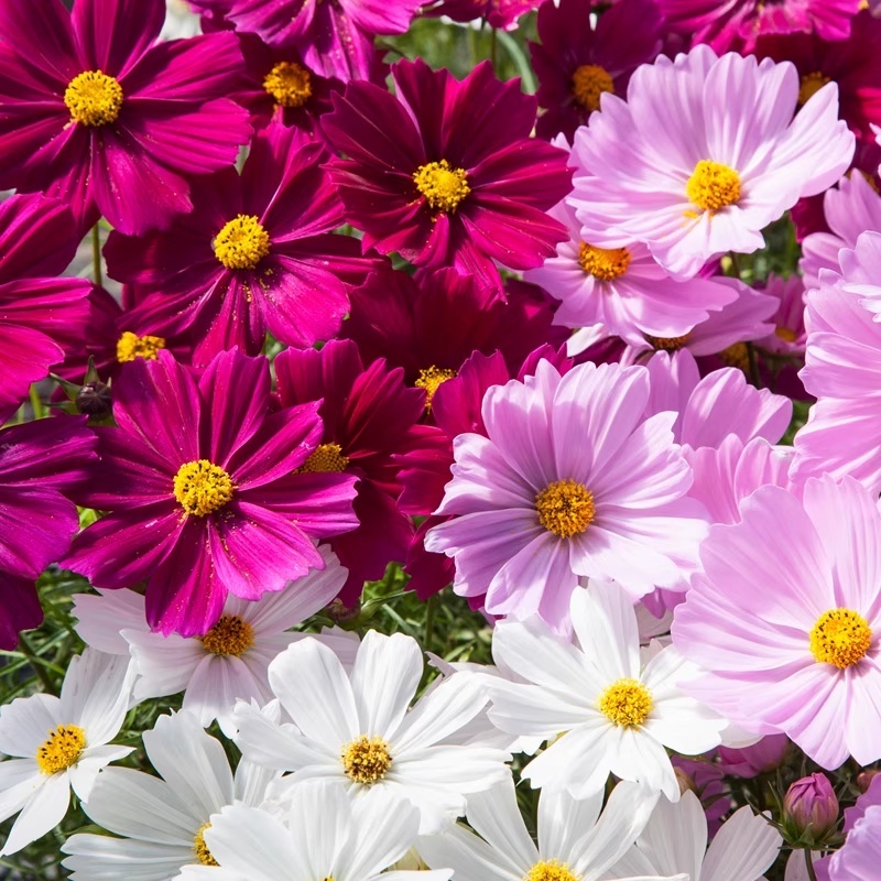 100 เมล็ดพันธุ์ดอกคอสมอส คละสี งอกไว ดอกใหญ่ Color Cosmos Bonsai Seeds [ 10 เเถม 1 คละได้ ]