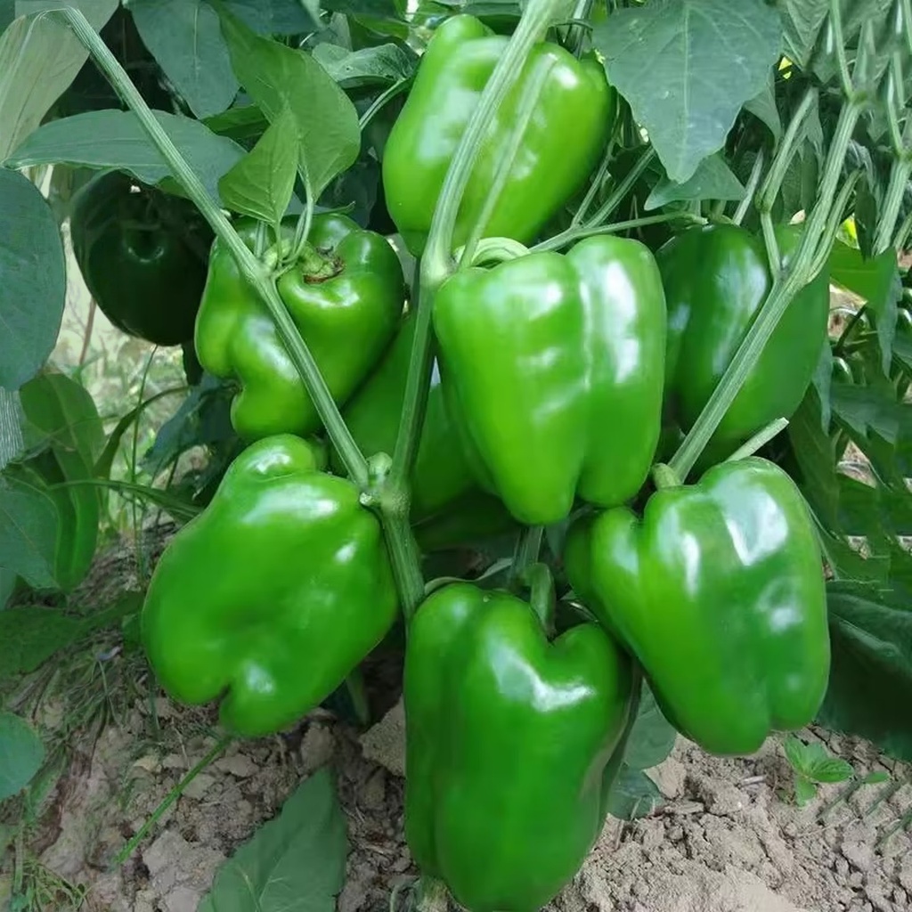เมล็ดพันธุ์ พริกหวาน 100 เมล็ด Sweet Pepper Seeds 10 เเถม รูปที่ 8