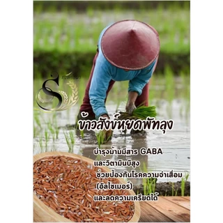 ข้าวสังข์หยด หอม นุ่ม 1กิโลกรัม ตราทรัพย์ธนา