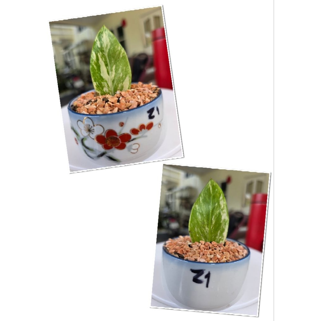 กวักมรกตด่างเหลือง (Variegated ZZ Plant) พร้อมกระถางสวยๆ