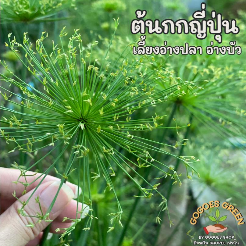 ต้นกก กกญี่ปุ่น แหนแดง กกราชินี กกร่ม กกกอ เลี้ยงง่ายในอ่างปลา ตกแต่งสวน สร้างบรรยากาศธรรมชาติ พร้อมส่ง
