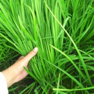 เมล็ดพันธุ์ กุยช่าย ประมาณ200เมล็ด Chives Seeds [ 10 เเถม 1 คละได้ ]