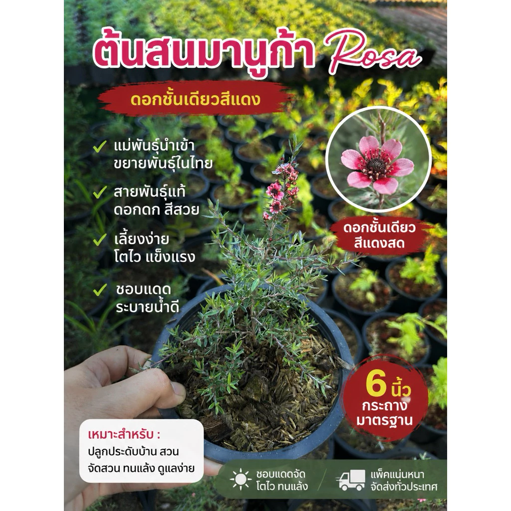 ต้นสนมานูก้า สายพันธ์ุRosa กระถาง6นิ้ว