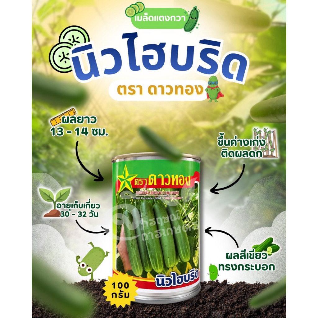 แตงกวานิวไฮบริด ตราดาวทอง ขนาด100กรัมและ50กรัม