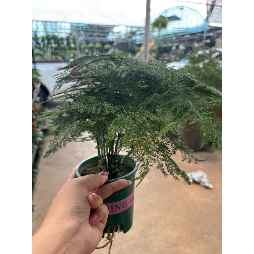 โปร่งฟ้า (Asparagus Fern / Plumosa Fern) ทักก่อนสั่งนะค่ะต้นไม้มีรอบเข้า