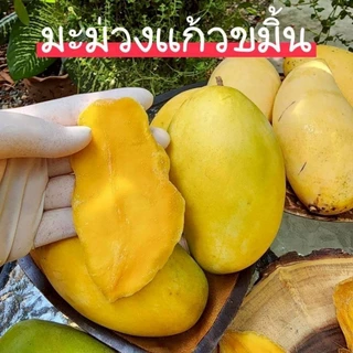 มะม่วงอบแห้ง 8D (มะม่วงไทย ผลิตในประเทศไทย)