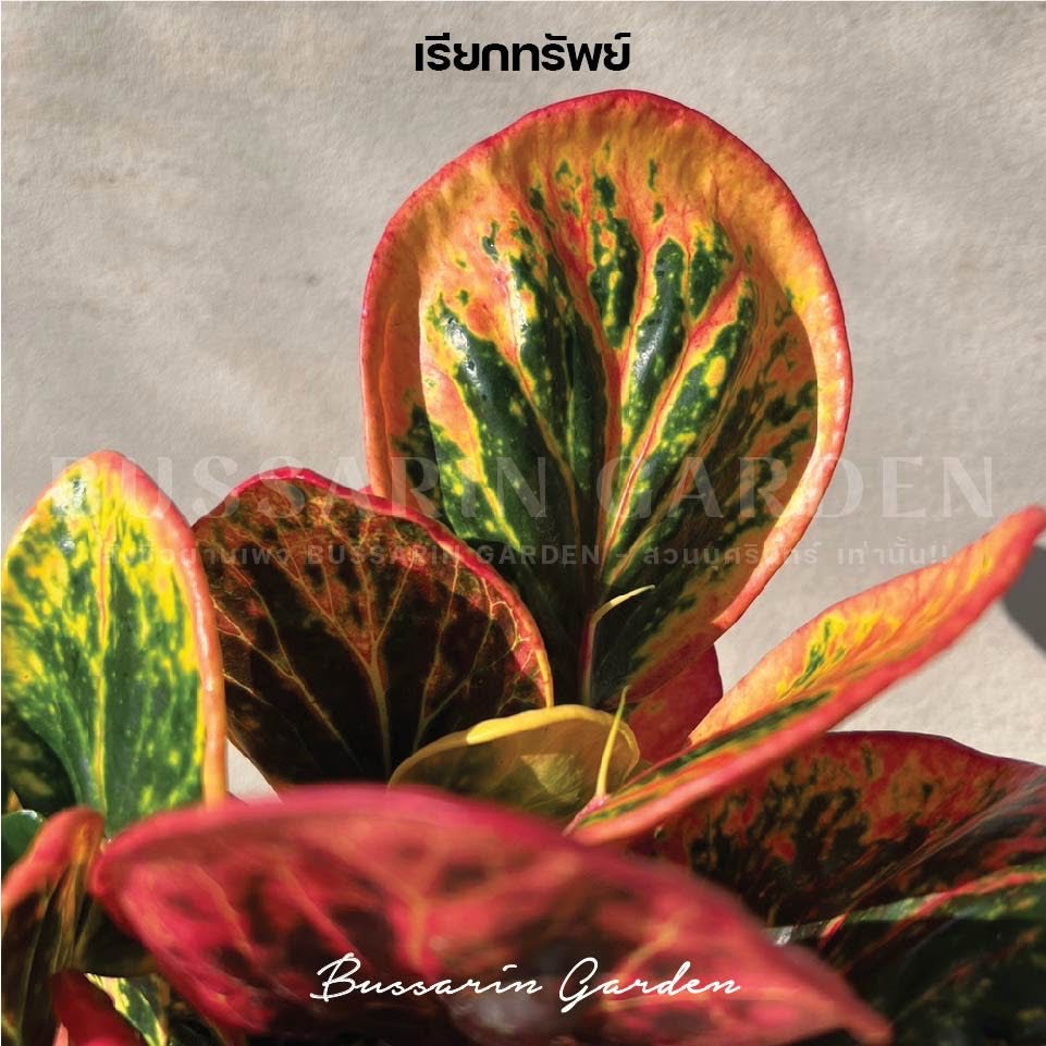 ต้นโกสนพันธุ์ เรียกทรัพย์ ไซส์เล็ก กระถาง 5" สูง 15-20 รูปที่ 2