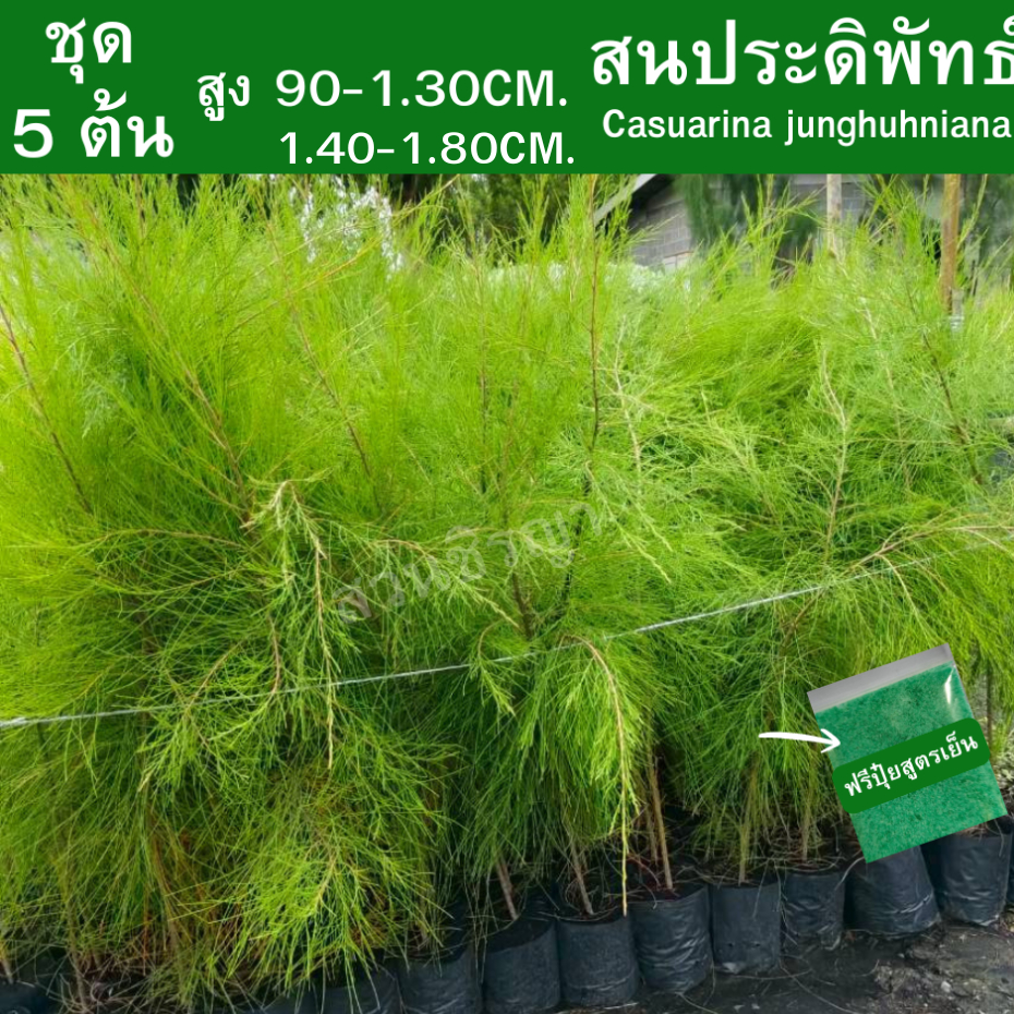 ต้นสนปดิพัทธ์ (จำกัด 1คำสั่งซื้อ ต่อ1ออเดอร์ )สูง 90-1.30cm. (ชุด 5ต้น) สนประดิพัทธ์