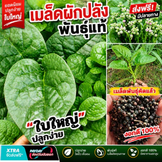 เมล็ดพันธุ์ ผักปลังญี่ปุ่น พันธุ์มุราซากิ บรรจุ50เมล็ด+/ซอง ปลูกง่าย งอกดี ยอดใหญ่ เมือกน้อย(เป็นที่นิยมมาก)