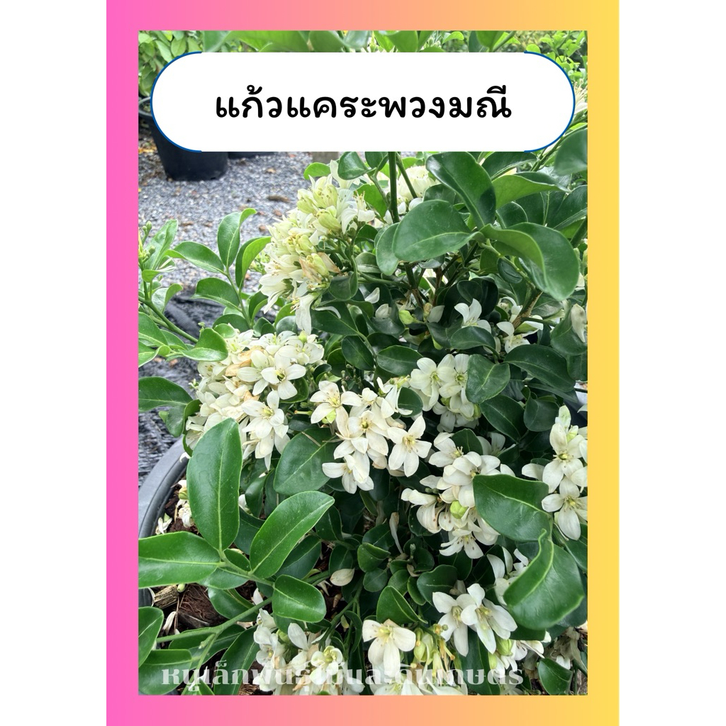 ต้นแก้วแคระ พวงมณี ดอกดก ไม้พุ่มเล็ก ชอบแดด ออกดอกทั้งปี