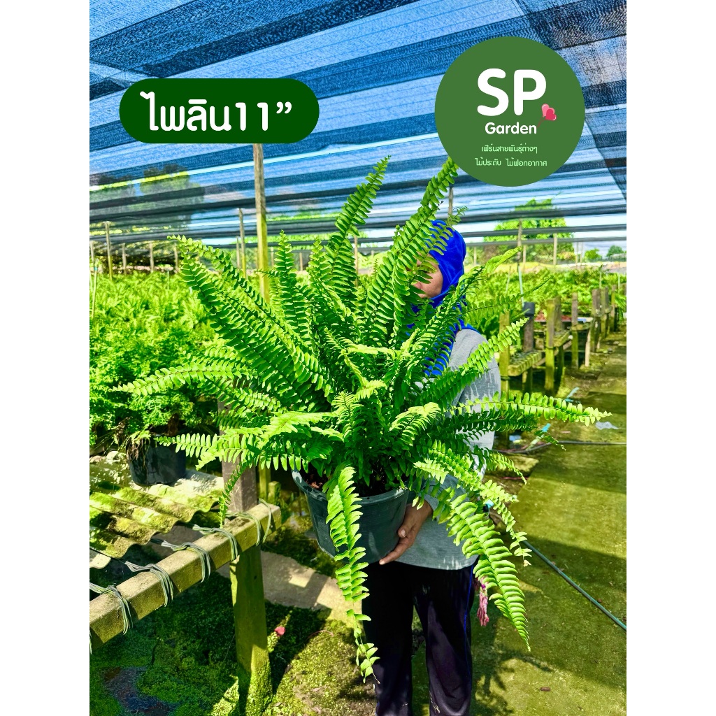 [SP GARDEN] เฟิร์นไพลิน กระถาง 11 นิ้ว