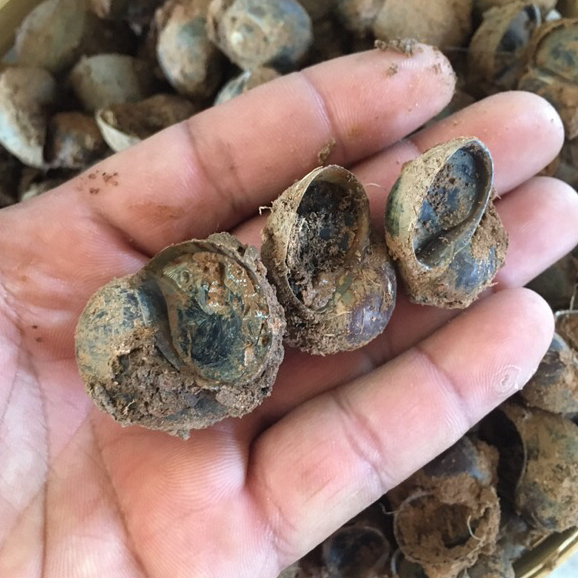 หอยขุด หอยขัว พันธุ์หอยขม หอยเชอรี่ หอยจำศีลขุดจากธรรมชาติ น้ำหนัก1kg