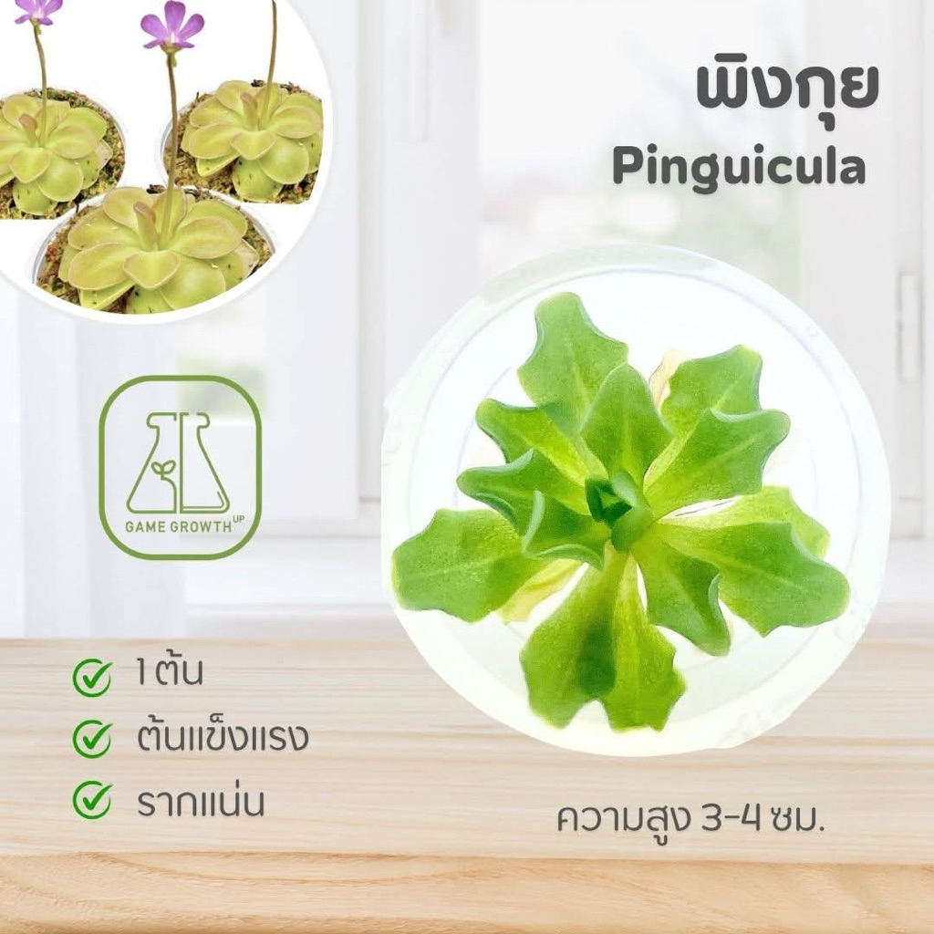 ไม้กินแมลง พิงกุย : Pinguicula ไม้เนื้อเยื่อ (gigantea)