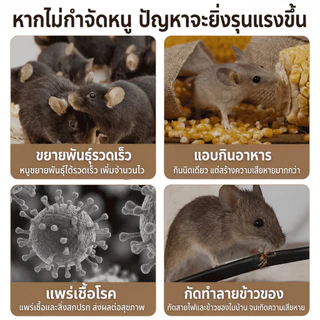 （COD）แผ่นกาวดักหนู 5/10/20/30 ชิ้น กาวเหนียวแน่น แผ่นหนา ดักหนูตัวใหญ่ ใช้ในบ้าน ครัว โกดัง วางง่าย ปลอดภัย ไม่ไหลเยิ้ม.