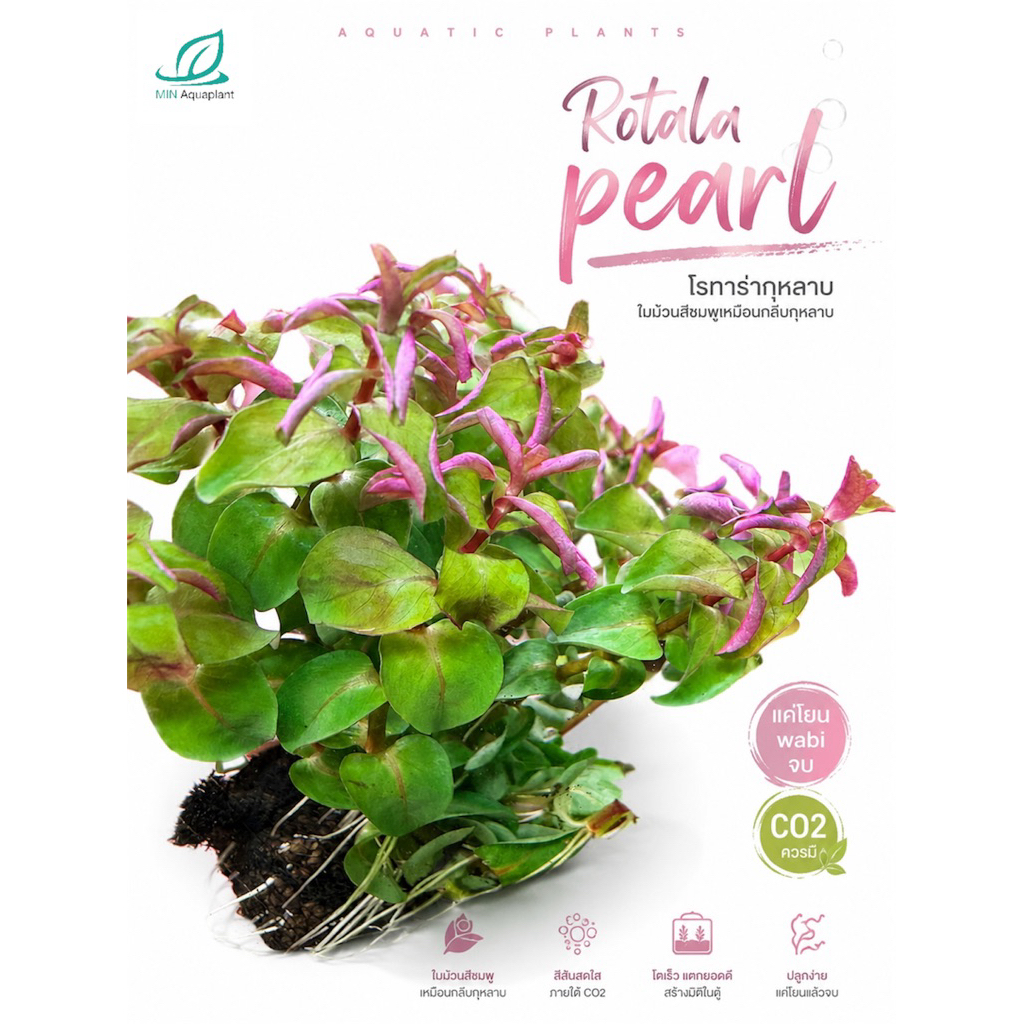 [MIN]Rotala  pearl โรทาร่ากุหลาบ ใบม้วนเหมือนกุหลาบ ใต้ใบสีชมพู ทูโทนน่ารักมากๆ