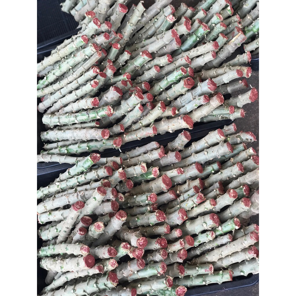 KU50 ท่อนพันธ์ุมันสำปะหลัง300ท่อน แช่น้ำยาเร่งราก ทากันเชื้อราให้ทุกท่อน