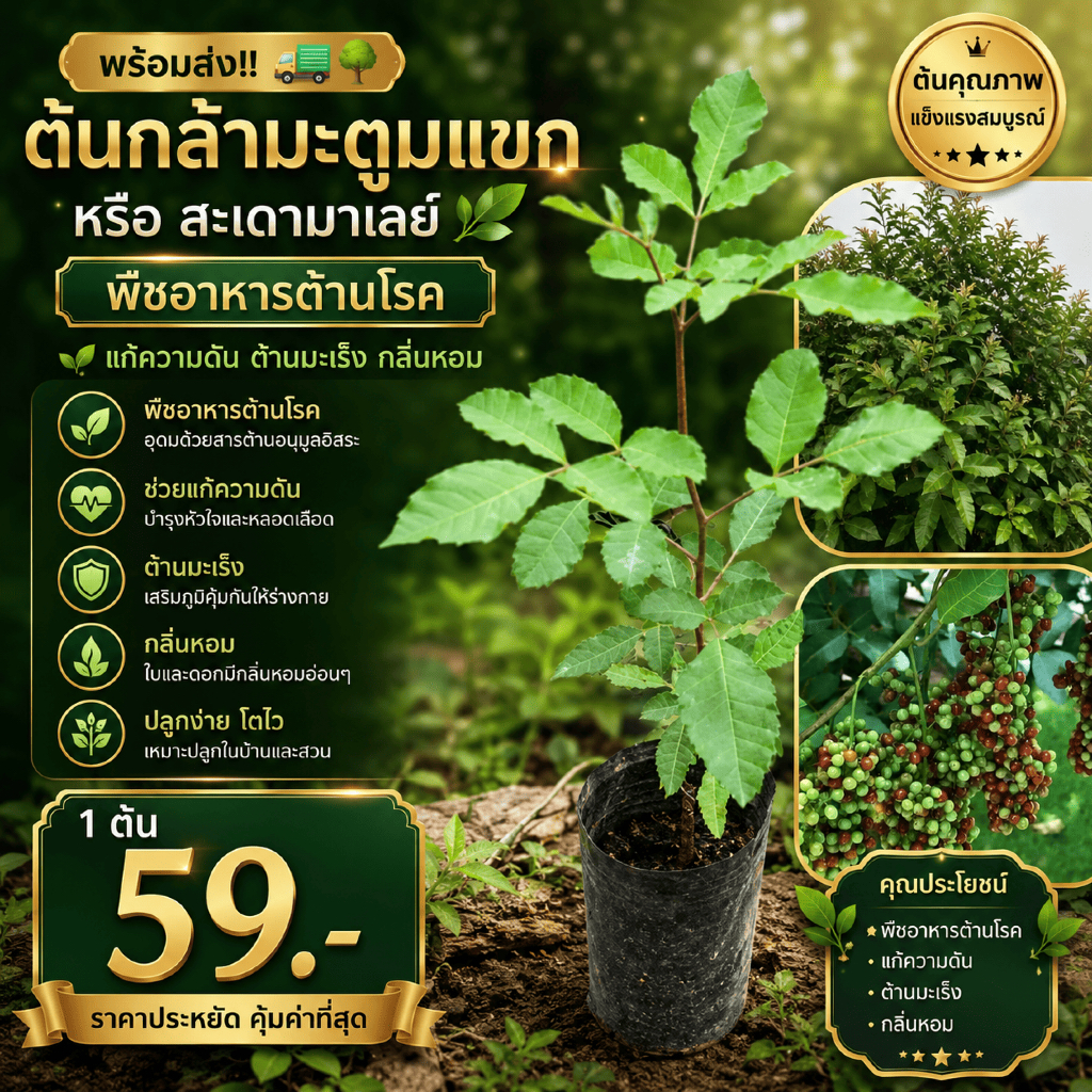 ( พร้อมส่ง ‼️ ) ต้นกล้ามะตูมแขกหรือสะเดามาเลย์ 🌿 พืชอาหารต้านโรค แก้ความดัน ต้านมะเร็ง กลิ่นหอม 🚚🌳