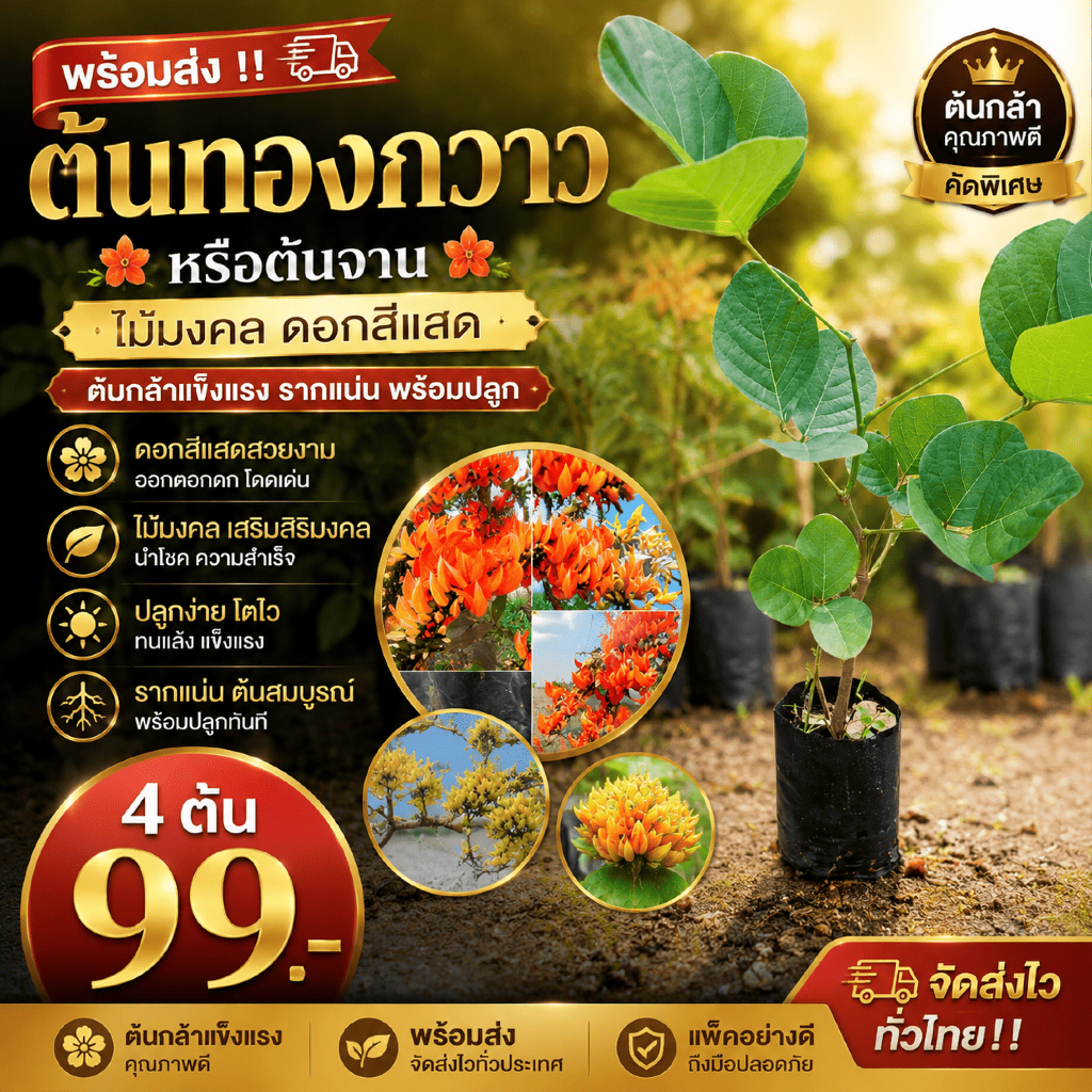(4 ต้น 99.-) ต้นทองกวาว หรือ ต้นจาน ไม้มงคล ดอกสีแสด ต้นกล้าแข็งแรง รากแน่น พร้อมส่ง