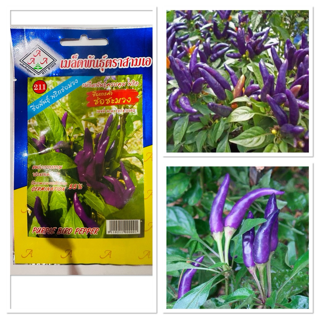 เมล็ดพันธุ์ พริก ช่อชะมวง พริกช่อม่วง Purple Bird Pepper Seed 15 - 100 เมล็ด
