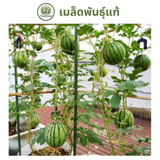 เมล็ดแตงโมจิ๋ว ผิวบาง เนื้อหวานฉ่ำ ปลูกในกระถางได้ - ThaiSeed