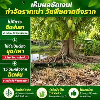 🌲ยาฆ่าตอไม้ใหญ่เข้มข้นสุด ยาฆ่าหญ้า ผงฆ่าหญ้า 500g ตรงทำลายราก กำจัดกอไผ่ หญ้าดื้อ ที่ดินรกร้างเปิดที่ทำงานได้เลย