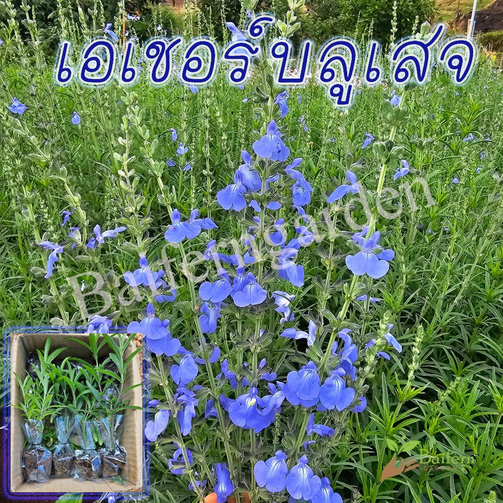 ต้นกล้าดอกเอเชอร์บลูเสจ (Azure blue sage) ดอกไม้กินได้ พร้อมปลูก ต้นแข็งแรงรากแน่นๆ